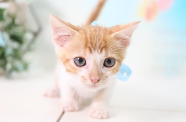 マンチカンの子猫 オス 川崎銀柳街店 ペットショップcoo Riku