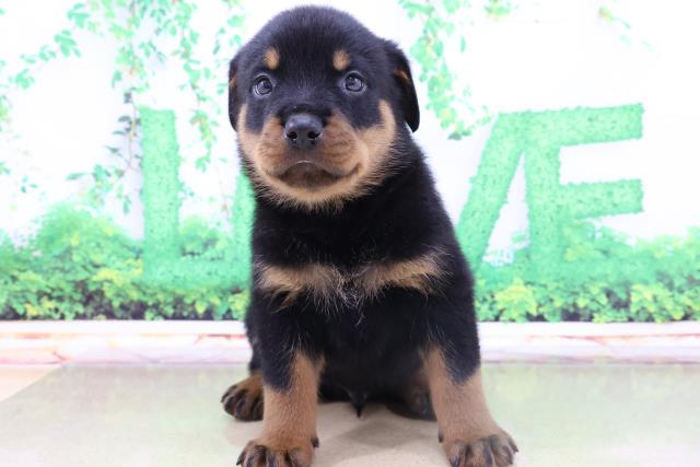 ペットショップcoo Riku ロットワイラー