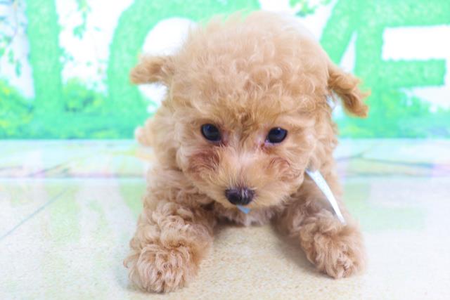 トイ プードルの子犬 オス 札幌東店 ペットショップcoo Riku