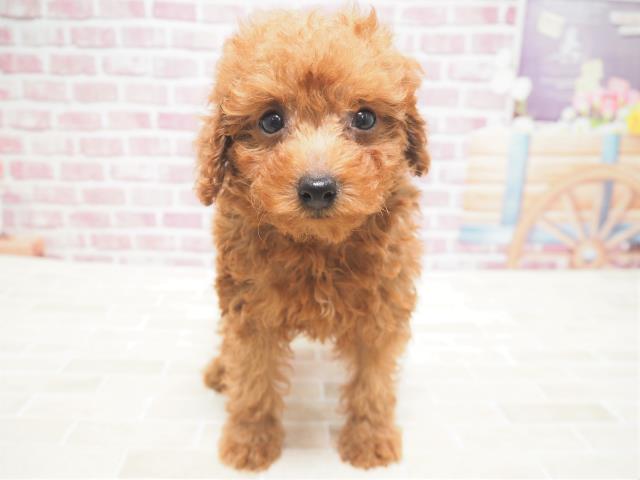 トイ プードルの子犬 メス 札幌西店 ペットショップcoo Riku