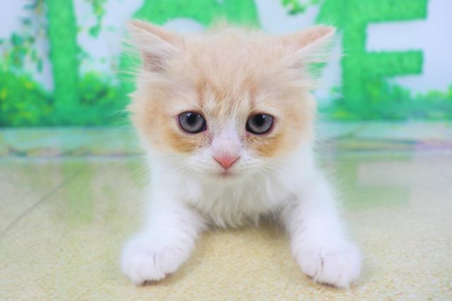 マンチカンの子猫 オス 和歌山店 ペットショップcoo Riku