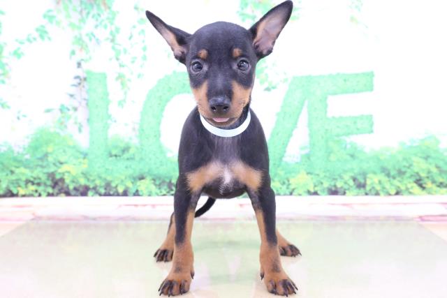 ペットショップcoo Riku トイマンチェスターテリア