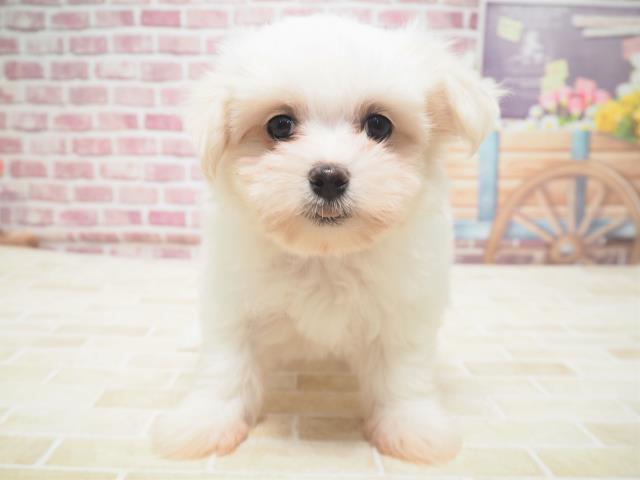 マルチーズの子犬 メス 旭川店 ペットショップcoo Riku
