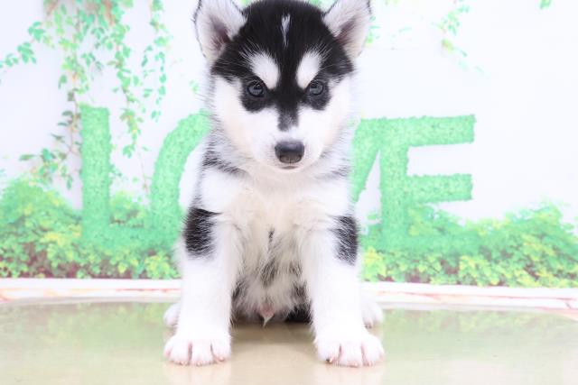 シベリアンハスキーの子犬一覧 ペットショップcoo Riku