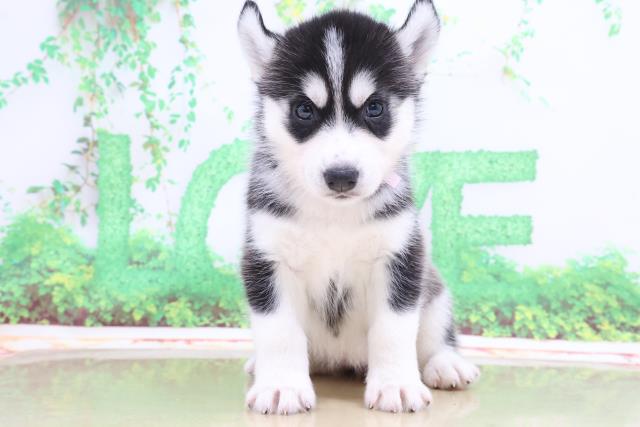 シベリアンハスキーの子犬一覧 ペットショップcoo Riku