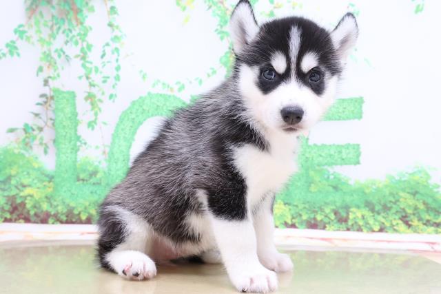 シベリアンハスキーの子犬一覧 ペットショップcoo Riku