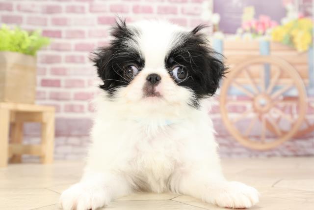 ペットショップcoo Riku 狆