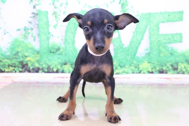 ペットショップcoo Riku トイマンチェスターテリア