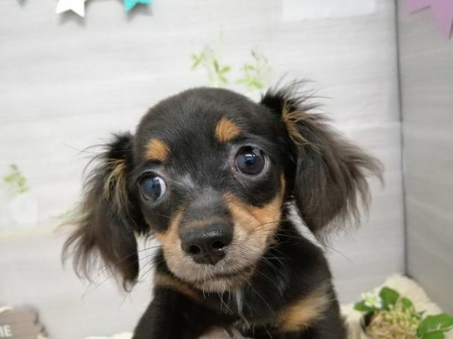 譲渡犬一覧 ペットショップcoo Riku