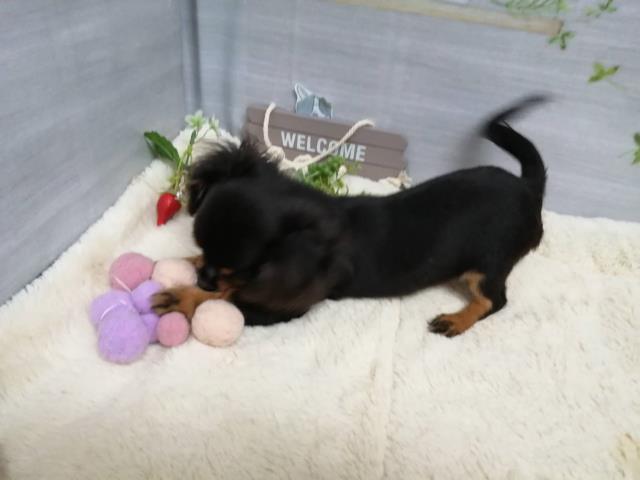 譲渡犬一覧 ペットショップcoo Riku