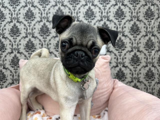 パグの子犬一覧 ペットショップcoo Riku