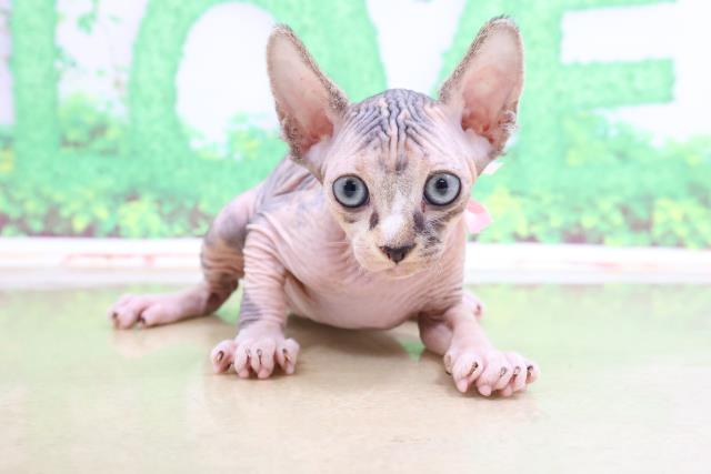 ペットショップcoo Riku スフィンクス