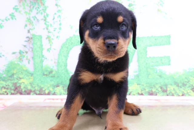 ロットワイラーの子犬一覧 ペットショップcoo Riku ロットワイラーの子犬一覧 ペットショップcoo Riku