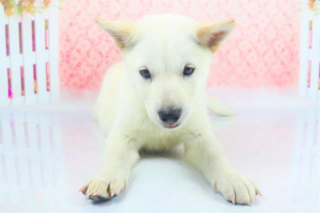 ペットショップcoo Riku 北海道犬