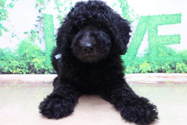 スタンダードプードルの子犬一覧 ペットショップcoo Riku