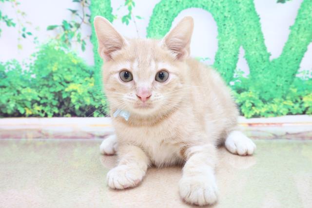 誕生日プレゼント サンワサプライ チワワ 動物マウスパッド 代引不可 MPD-215C PCアクセサリー