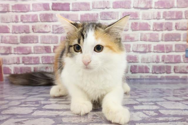 茨城県のメインクーン (Coo&RIKU筑西店/2022年6月3日生まれ/女の子/ブラウンパッチドタビーホワイト)の子猫