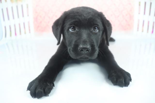 ラブラドール レトリバーの子犬一覧 ペットショップcoo Riku