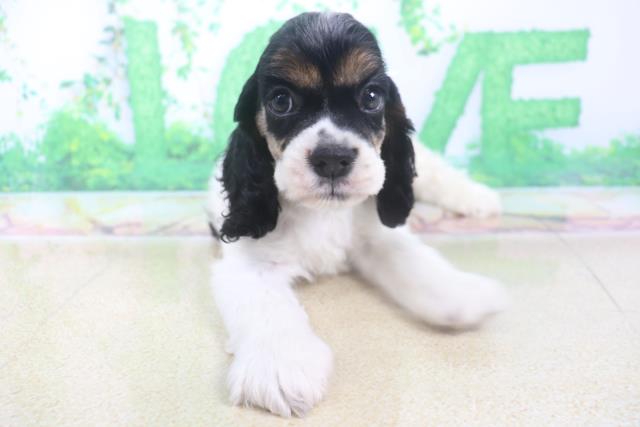 アメリカン コッカースパニエルの子犬 オス 神戸東灘店 ペットショップcoo Riku アメリカン コッカースパニエルの子犬 オス 神戸東灘店 ペットショップcoo Riku