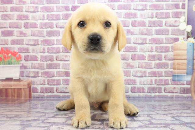 ラブラドール レトリバーの子犬一覧 ペットショップcoo Riku