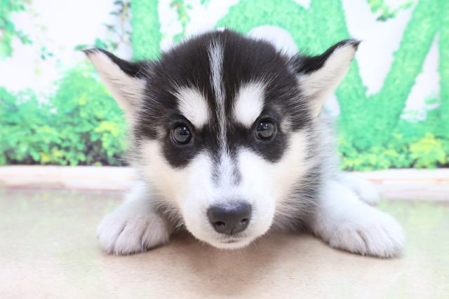 シベリアンハスキーの子犬一覧 ペットショップcoo Riku