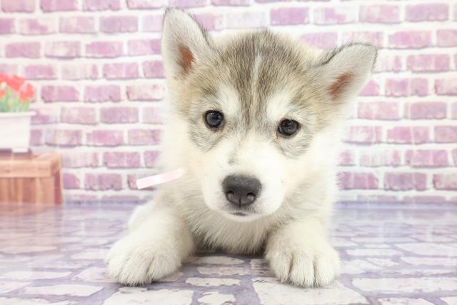 シベリアンハスキーの子犬一覧 ペットショップcoo Riku