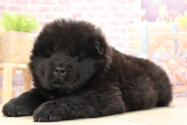 チャウチャウの子犬一覧 ペットショップcoo Riku チャウチャウの子犬一覧 ペットショップcoo Riku