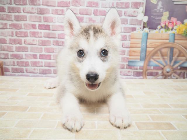 シベリアンハスキーの子犬一覧 ペットショップcoo Riku