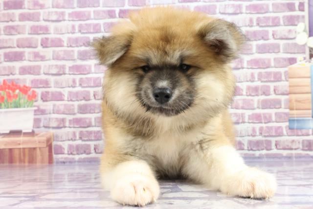 秋田犬 ペットショップcoo Riku 秋田犬 ペットショップcoo Riku