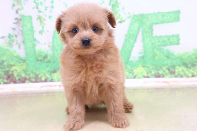 山形店のご案内 山形市清住町 ペットショップcoo Riku