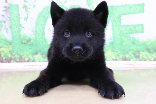 ペットショップcoo Riku 甲斐犬 ペットショップcoo Riku 甲斐犬