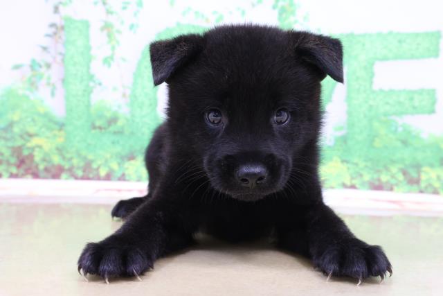 ペットショップcoo Riku 甲斐犬