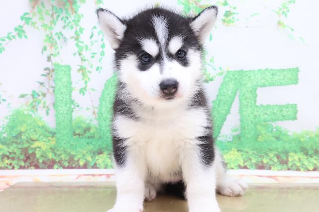 シベリアンハスキーの子犬一覧 ペットショップcoo Riku