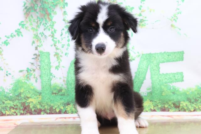 オーストラリアンシェパードの子犬一覧 ペットショップcoo Riku