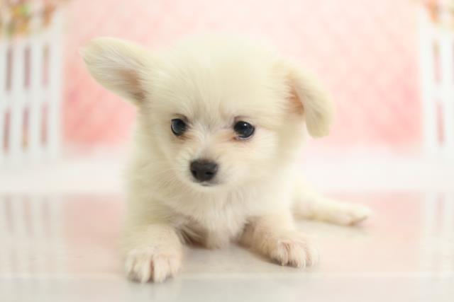 小倉店のご案内 北九州市小倉南区葛原東 ペットショップcoo Riku