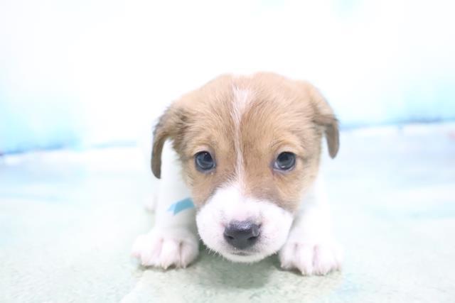 一緒におでかけ お散歩犬特集 ペットショップcoo Riku