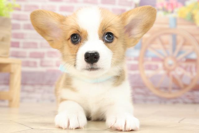 Cvbed 3e4gtqkm Cvbed 3e4gtqkm