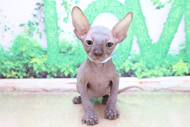 ペットショップcoo Riku スフィンクス