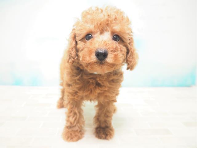 トイ プードルの子犬 オス 札幌東店 ペットショップcoo Riku