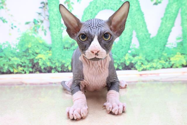 ペットショップcoo Riku スフィンクス