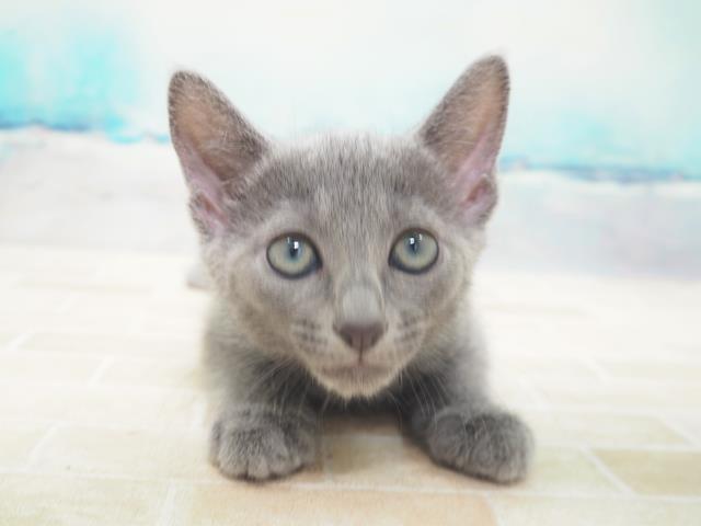 弘前店のご案内 弘前市高田 ペットショップcoo Riku