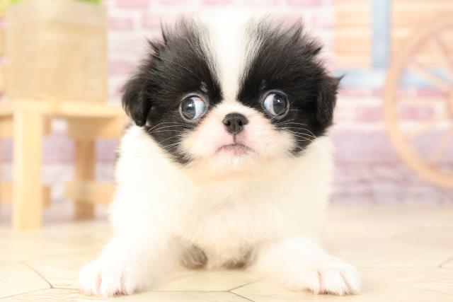 ペットショップcoo Riku 狆