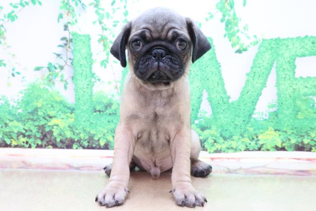 パグの子犬一覧 ペットショップcoo Riku