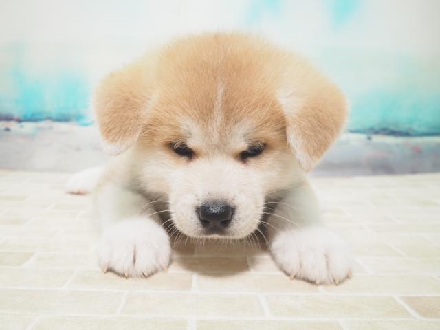 秋田犬の子犬 オス 旭川店 ペットショップcoo Riku