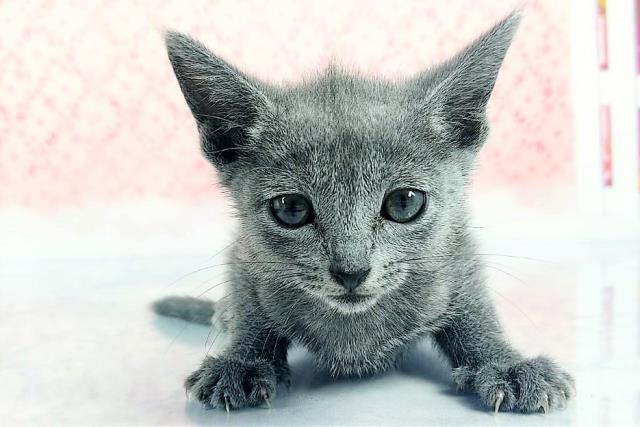 埼玉県のロシアンブルー (Coo&RIKUアニマルケアセンター大宮/2022年7月16日生まれ/女の子/ブルー)の子猫