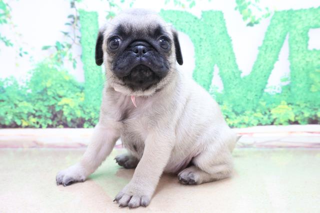 パグの子犬一覧 ペットショップcoo Riku