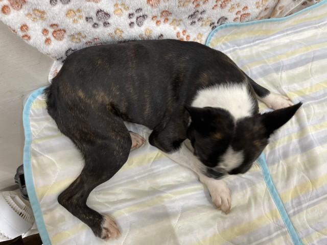 ボストンテリア