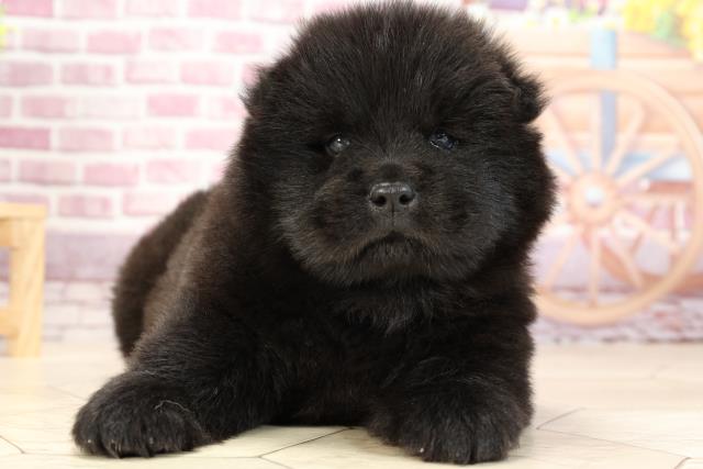 チャウチャウの子犬一覧 ペットショップcoo Riku