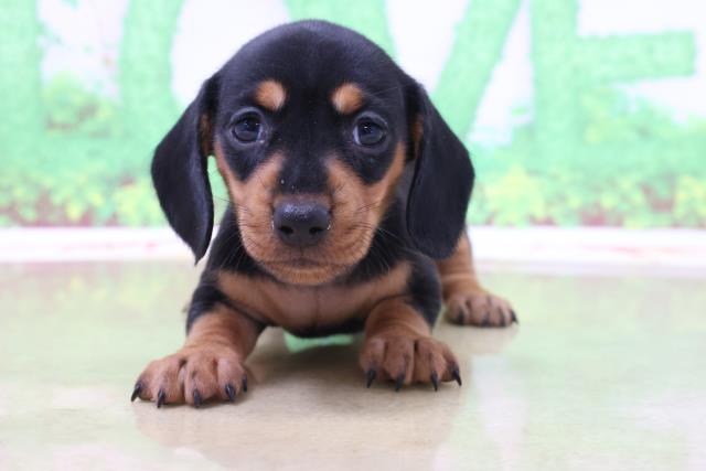 スタンダードダックス スムースヘアー の子犬一覧 ペットショップcoo Riku