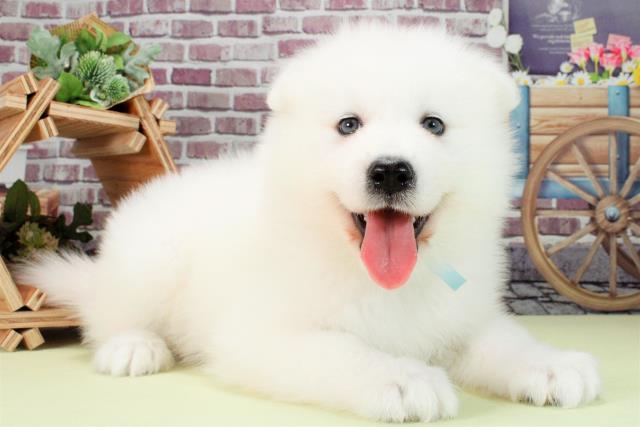 Samoyed ファーコート